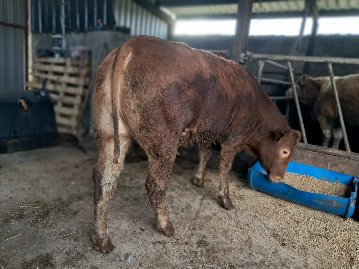 Super breeding limousin heifer 5 🌟 - Image 1