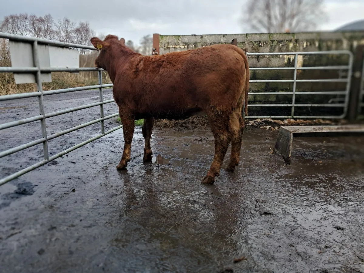 Super breeding limousin heifer 5 🌟 - Image 2