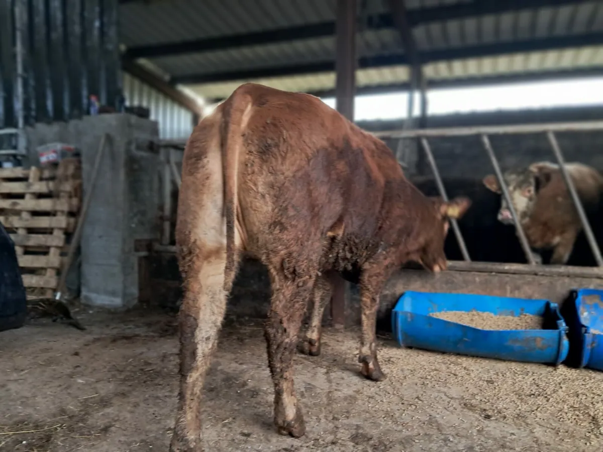 Super breeding limousin heifer 5 🌟 - Image 4