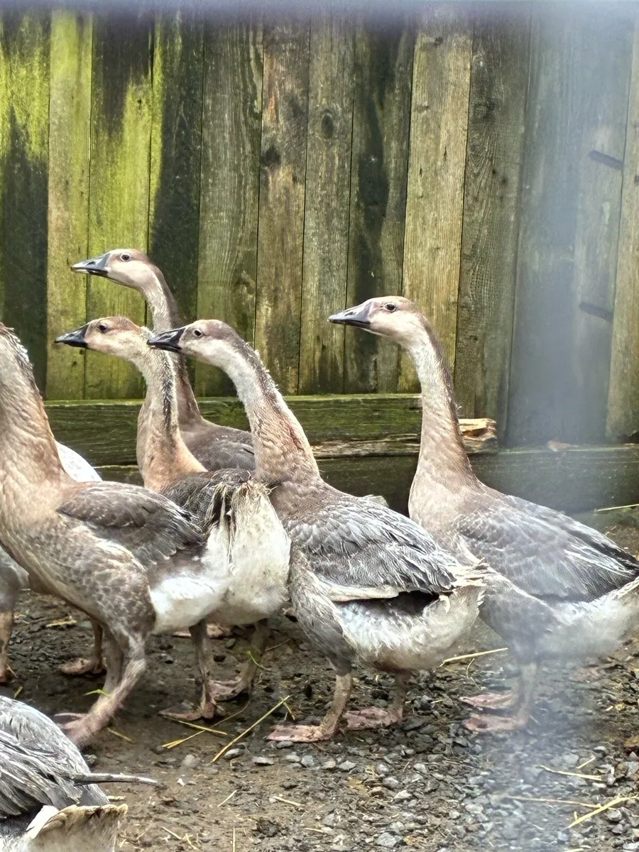 Chinese Geese - Image 2