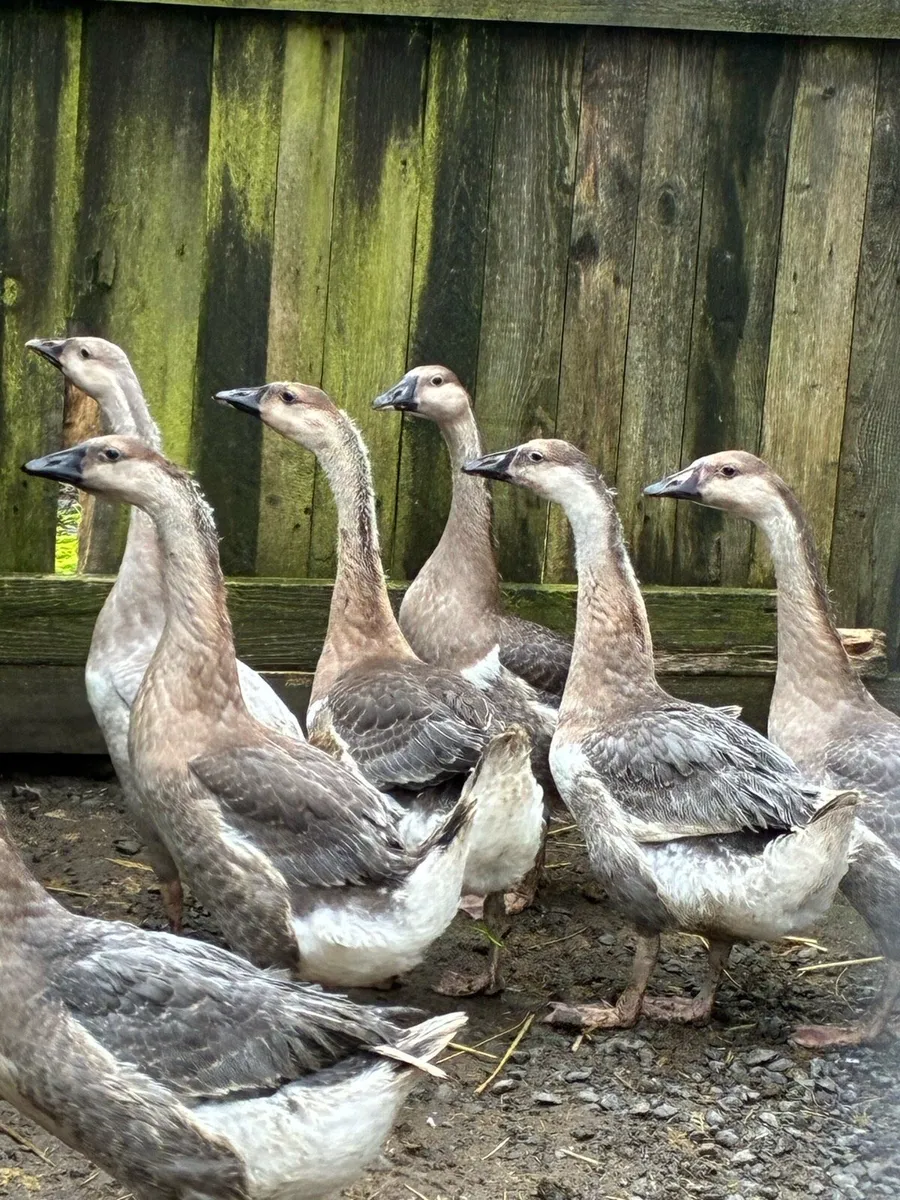 Chinese Geese - Image 1