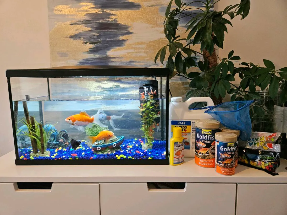 Fish Tank and 4 fish - Image 2