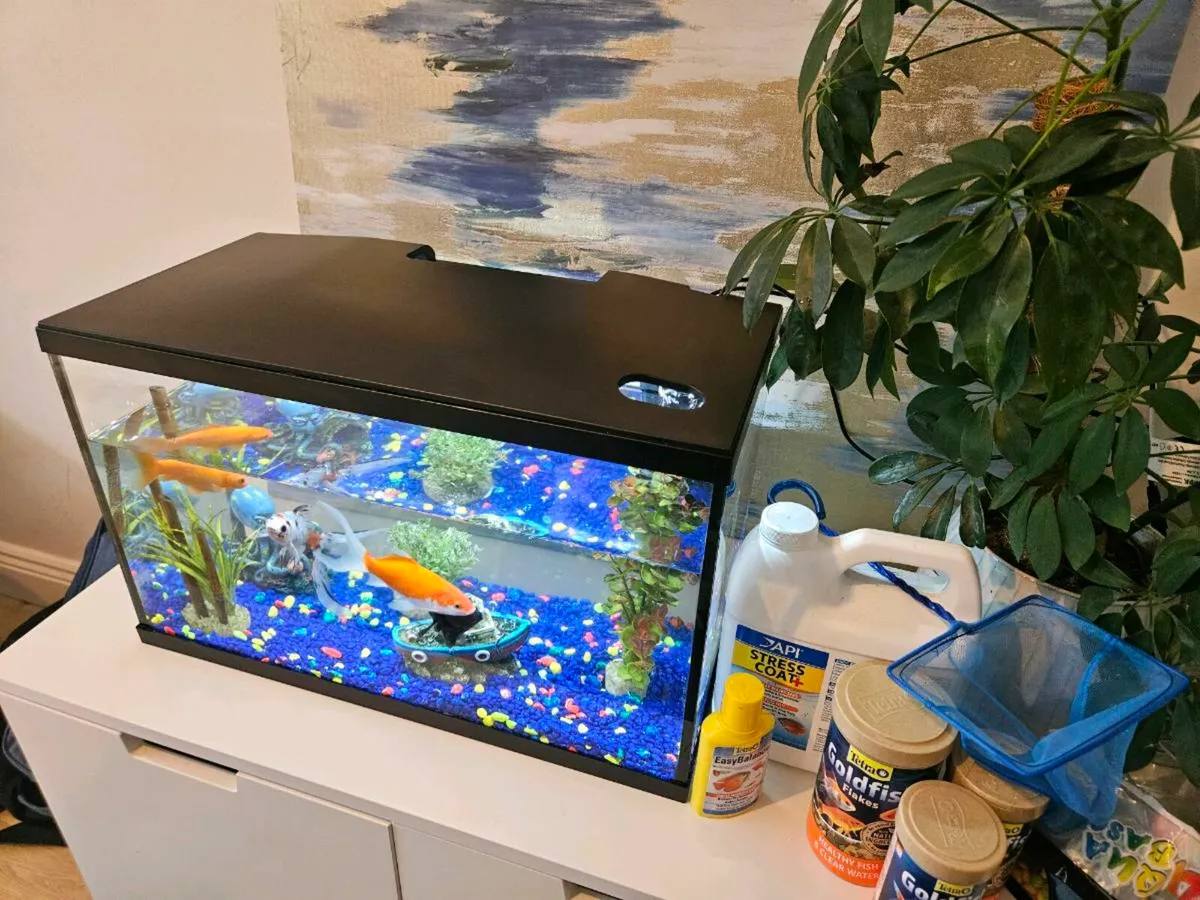 Fish Tank and 4 fish - Image 3