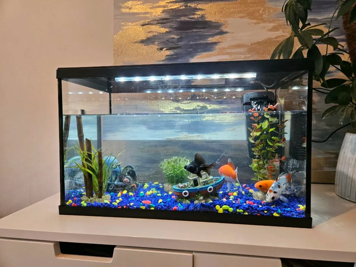 Fish Tank and 4 fish - Image 1