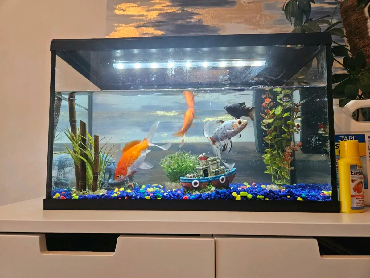 Fish Tank and 4 fish - Image 4