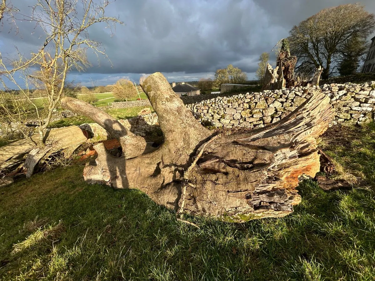 Beech Tree For Sale - Image 2