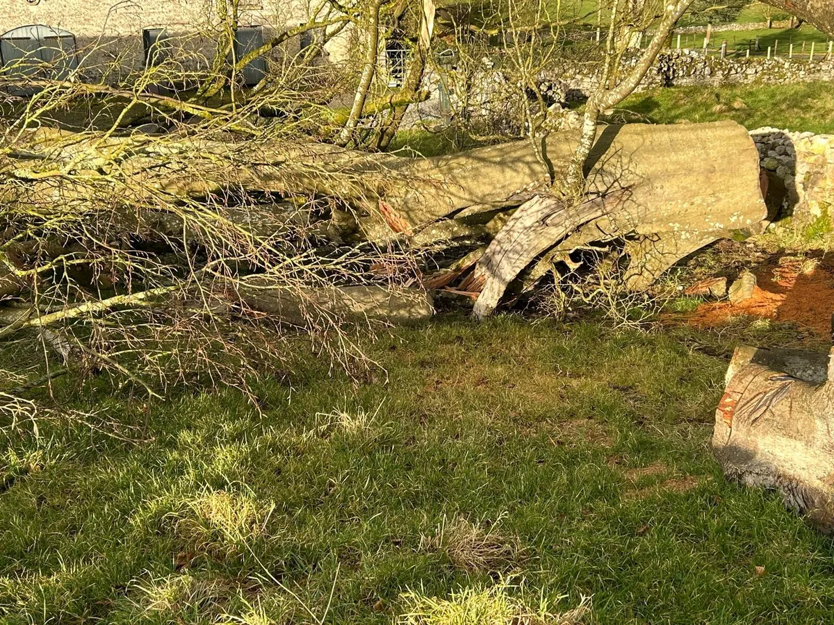 Beech Tree For Sale - Image 3