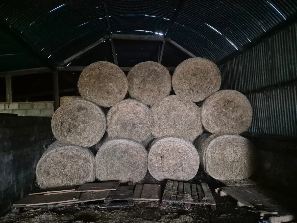 Good Quality 2025 Hay - Image 1