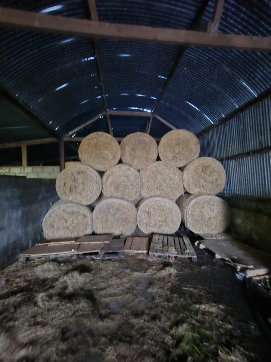 Good Quality 2025 Hay - Image 2