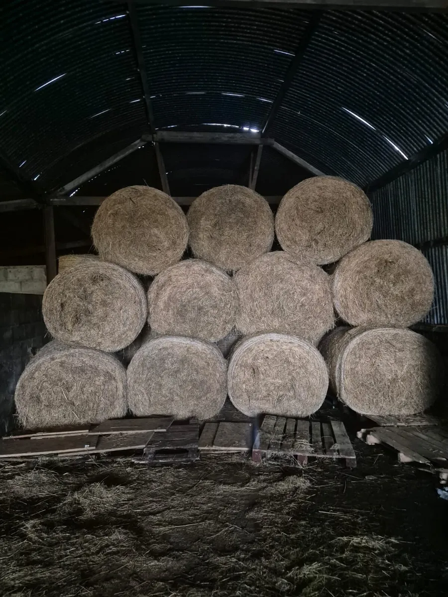 Good Quality 2025 Hay - Image 3