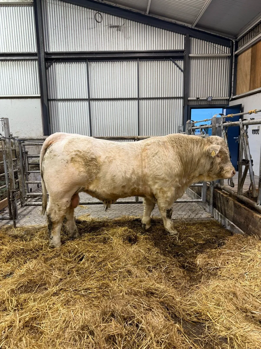 Charolais bull - Image 1
