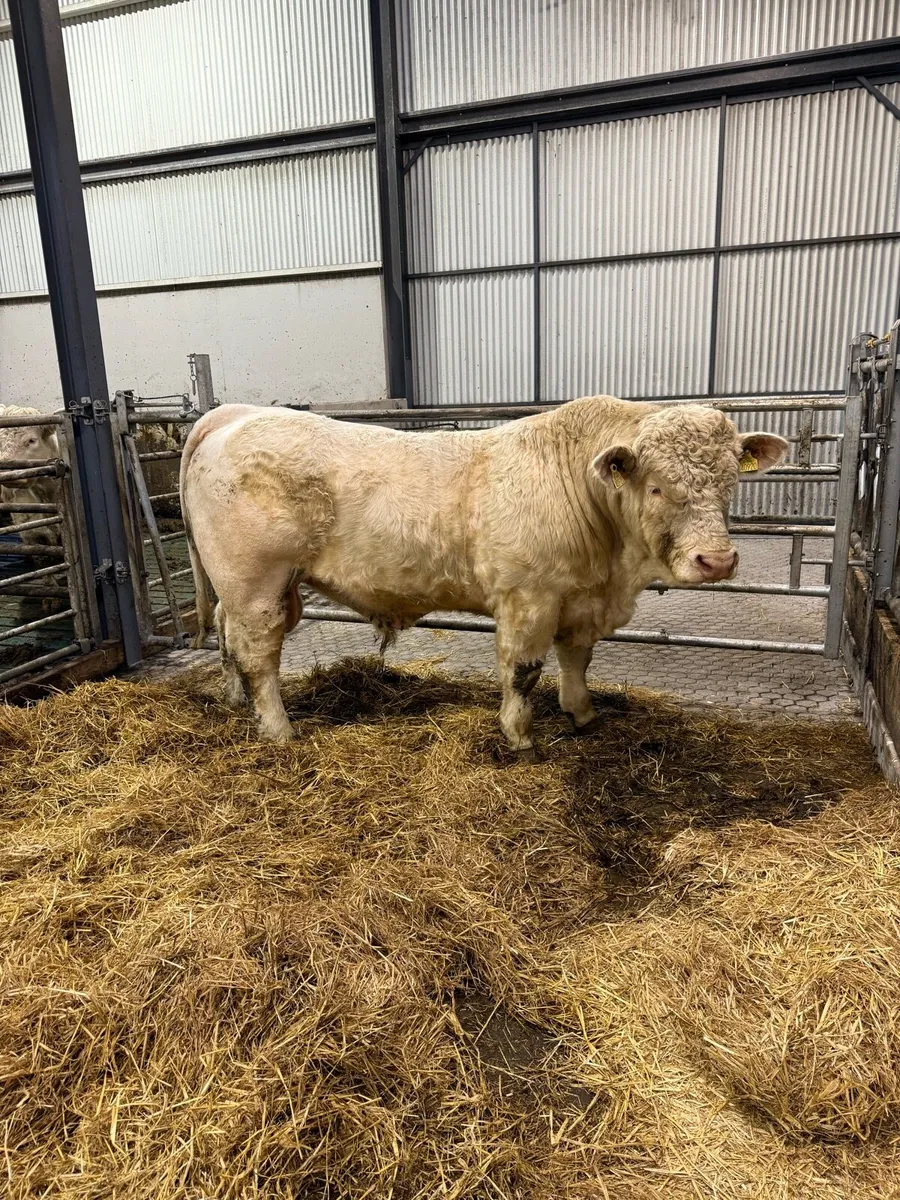 Charolais bull - Image 2