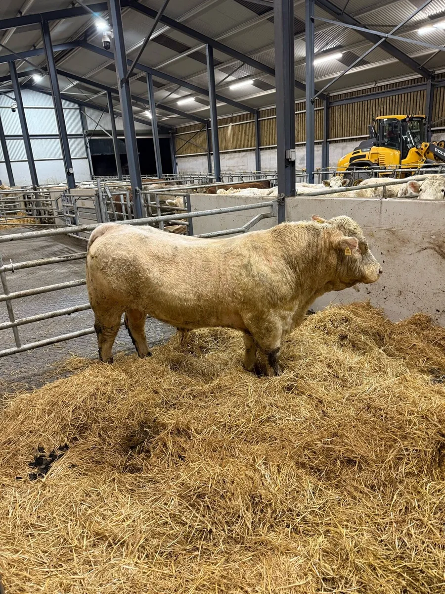 Charolais bull - Image 3