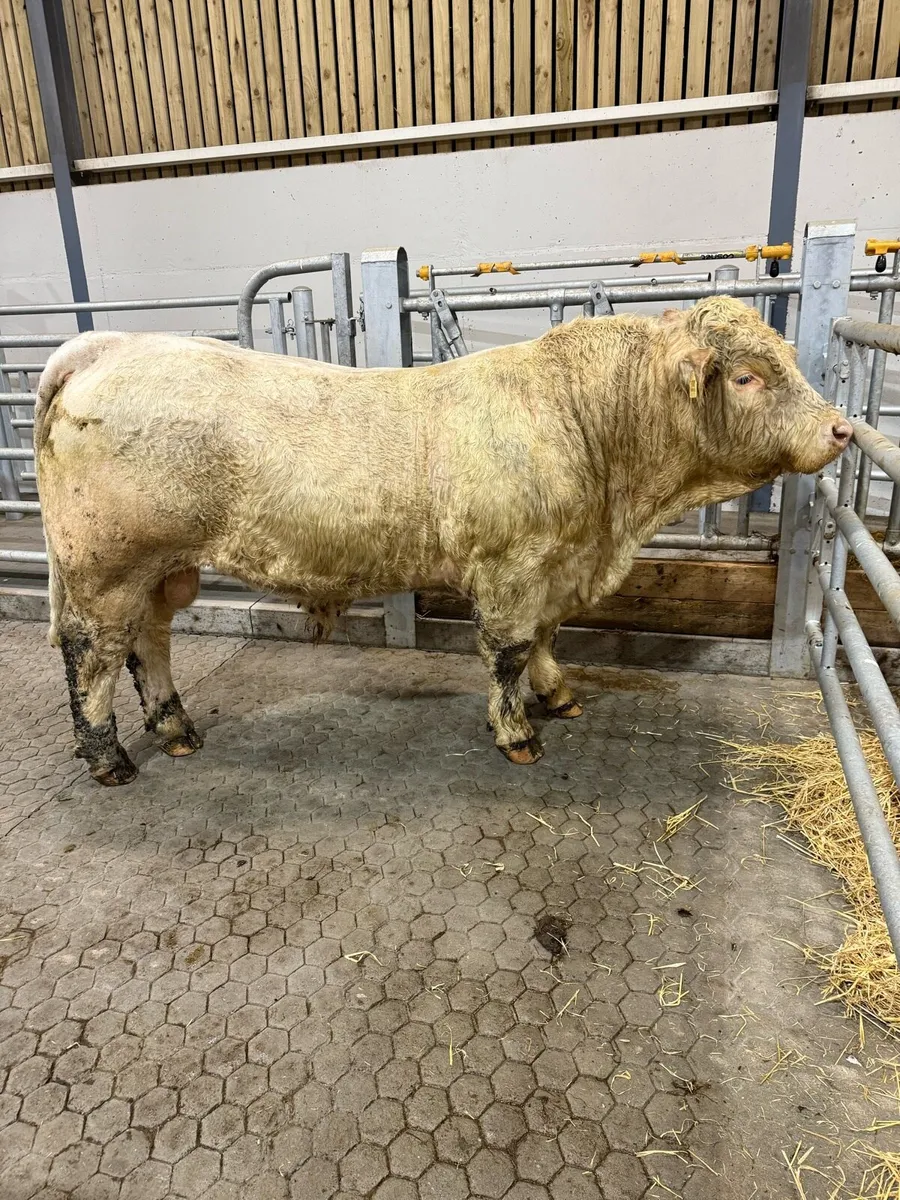 Charolais bull - Image 4