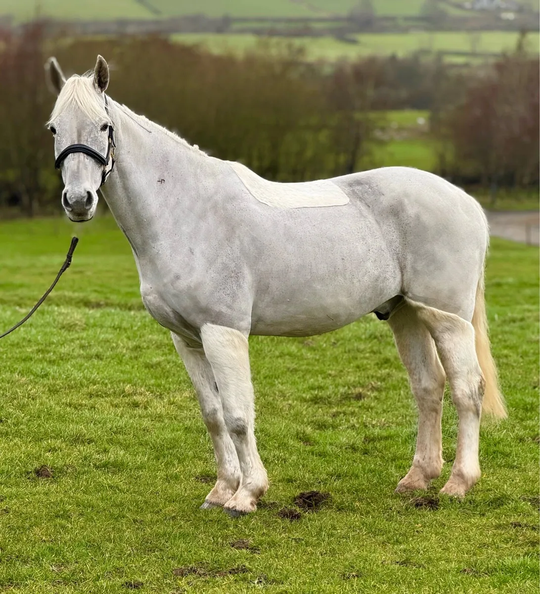 15.2 schoolmaster gelding - Image 3