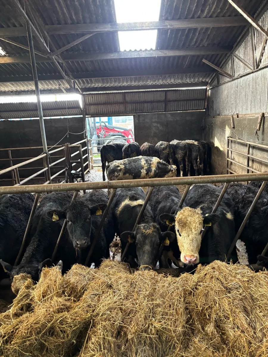 16 Weanlings bullocks 320-330kg - Image 1