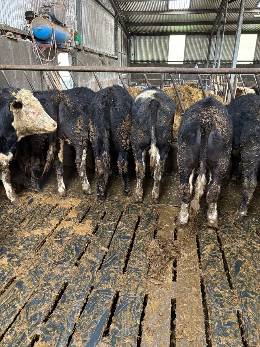 16 Weanlings bullocks 320-330kg - Image 4