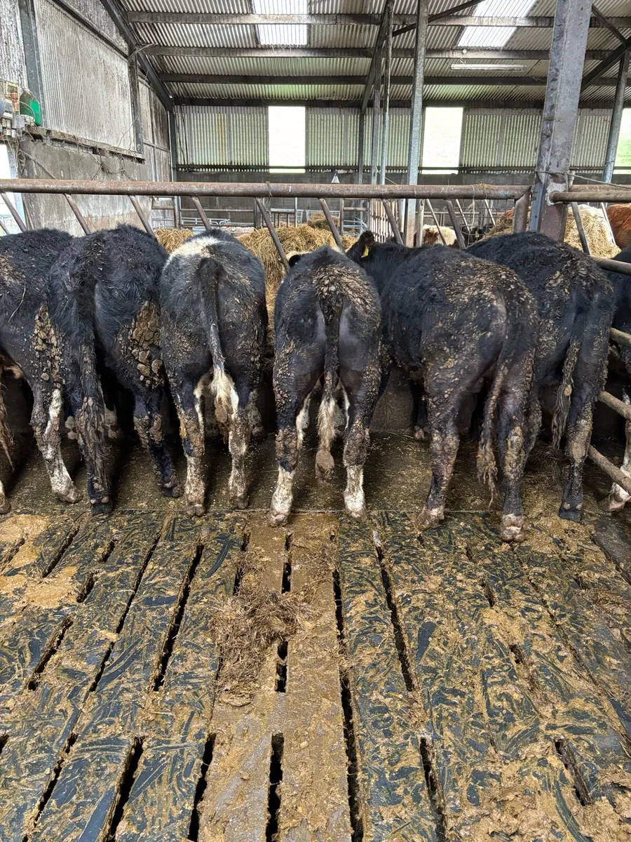 16 Weanlings bullocks 320-330kg - Image 2