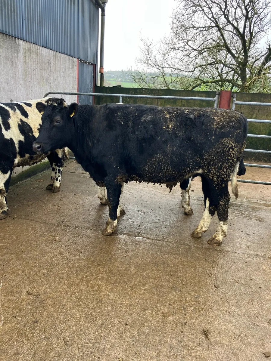 4 Friesian Bullocks - Image 2