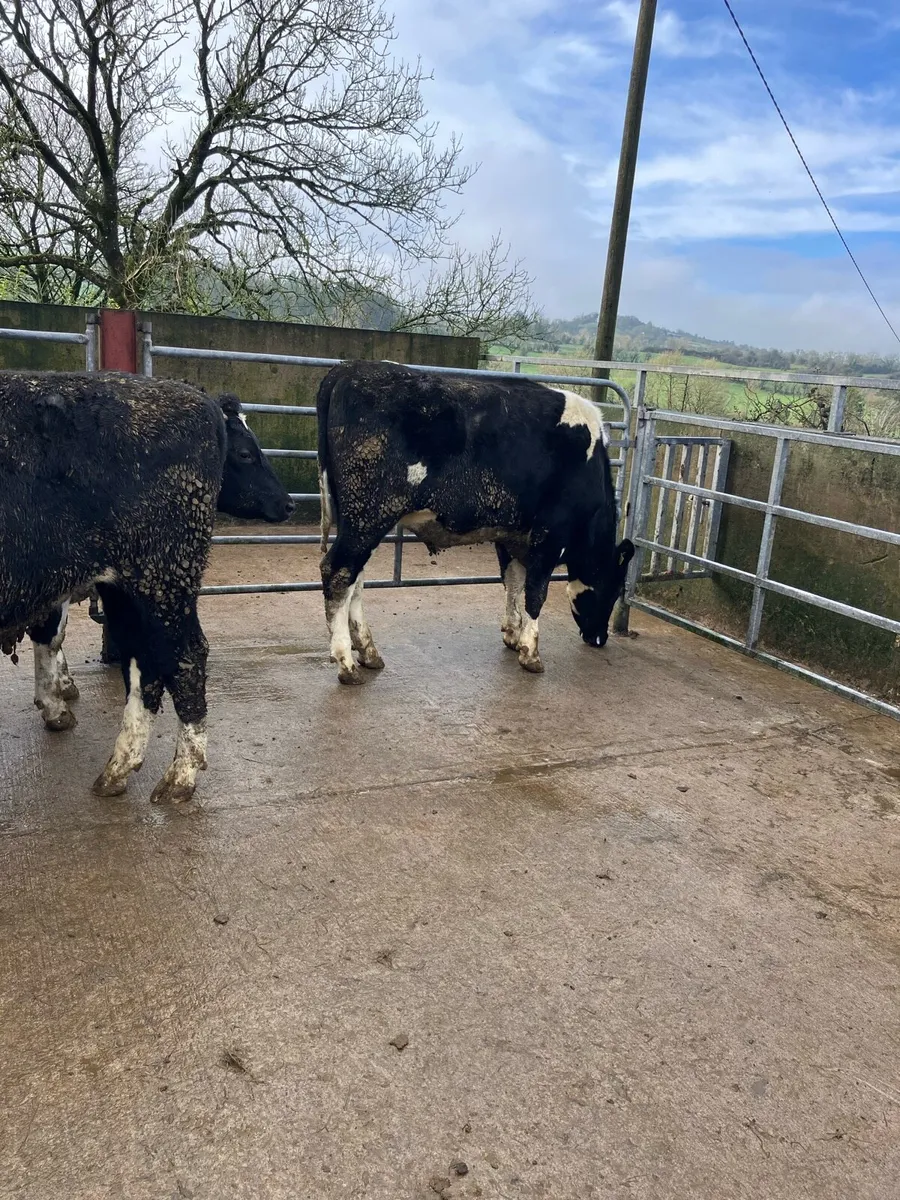 4 Friesian Bullocks - Image 3