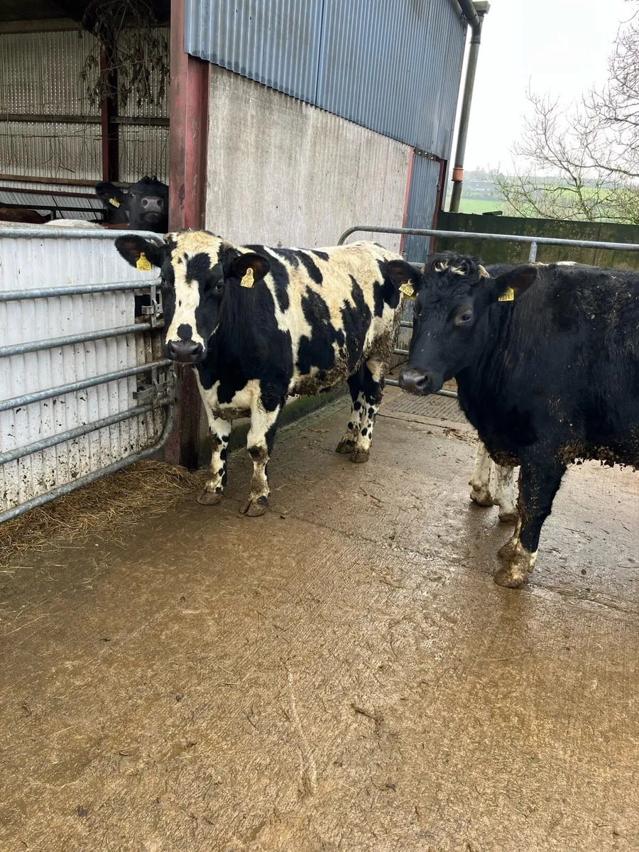 4 Friesian Bullocks - Image 1