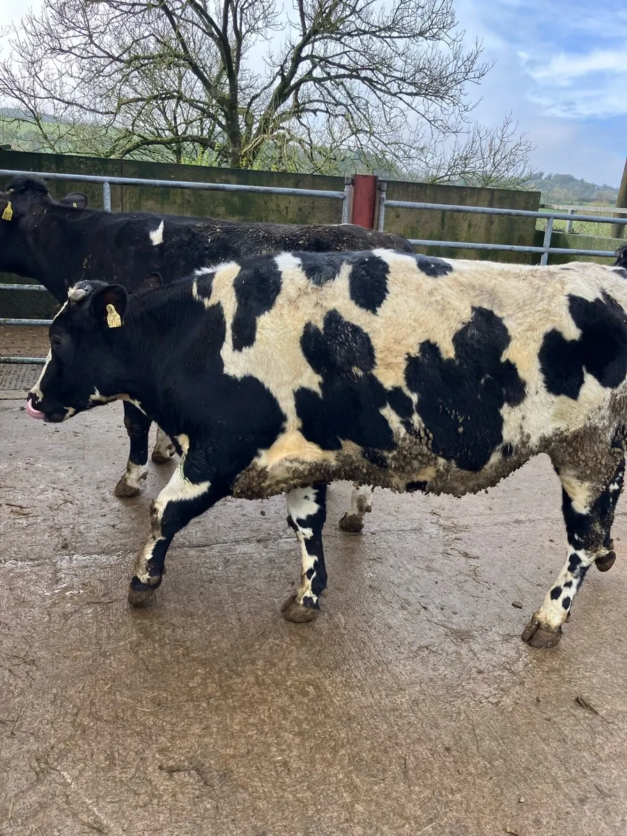 4 Friesian Bullocks - Image 4