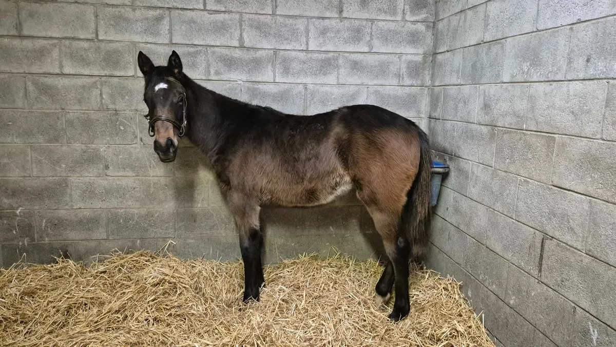 TB yearling Filly - Image 1
