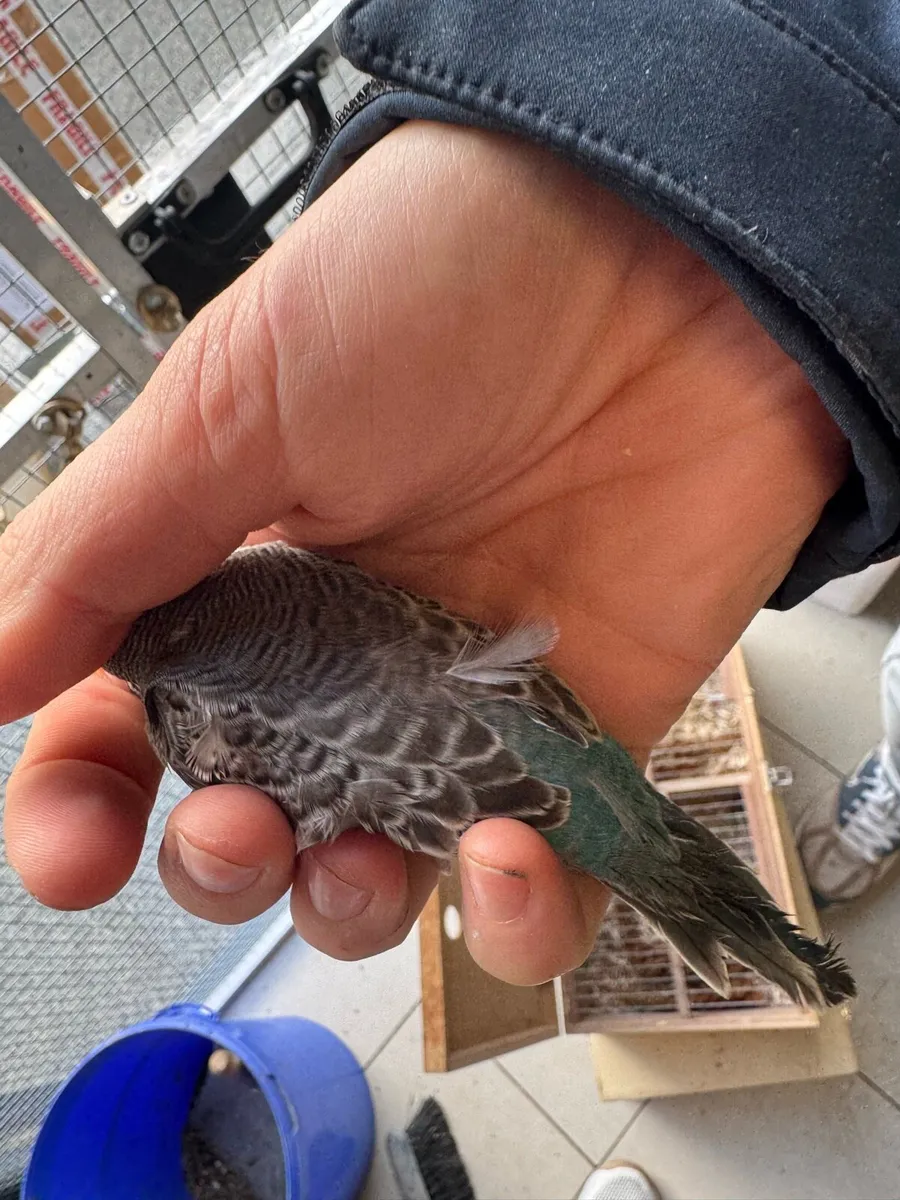 Budgies mutation - Image 1