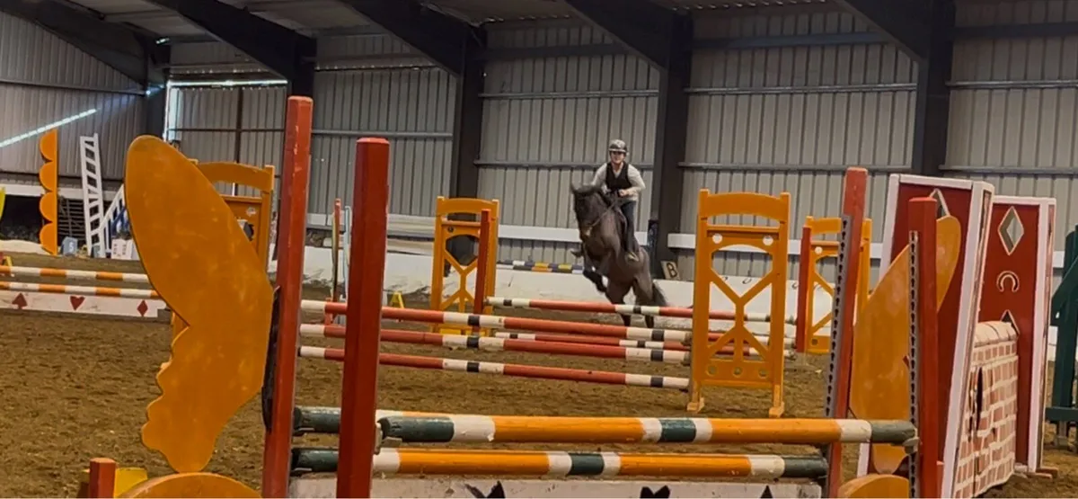 13.2 bay gelding - Image 1