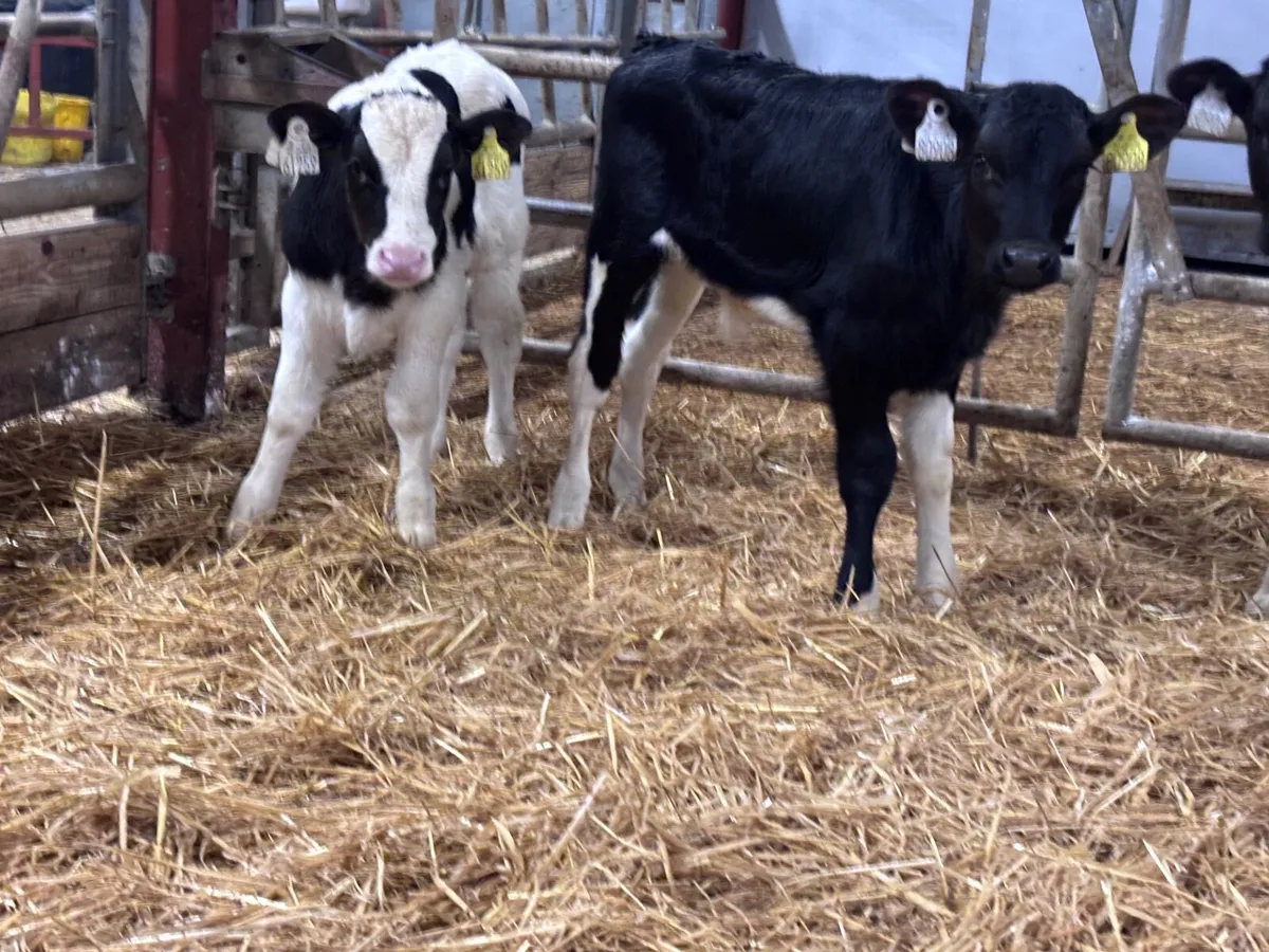 5 Freisan bull calves for sale - Image 3