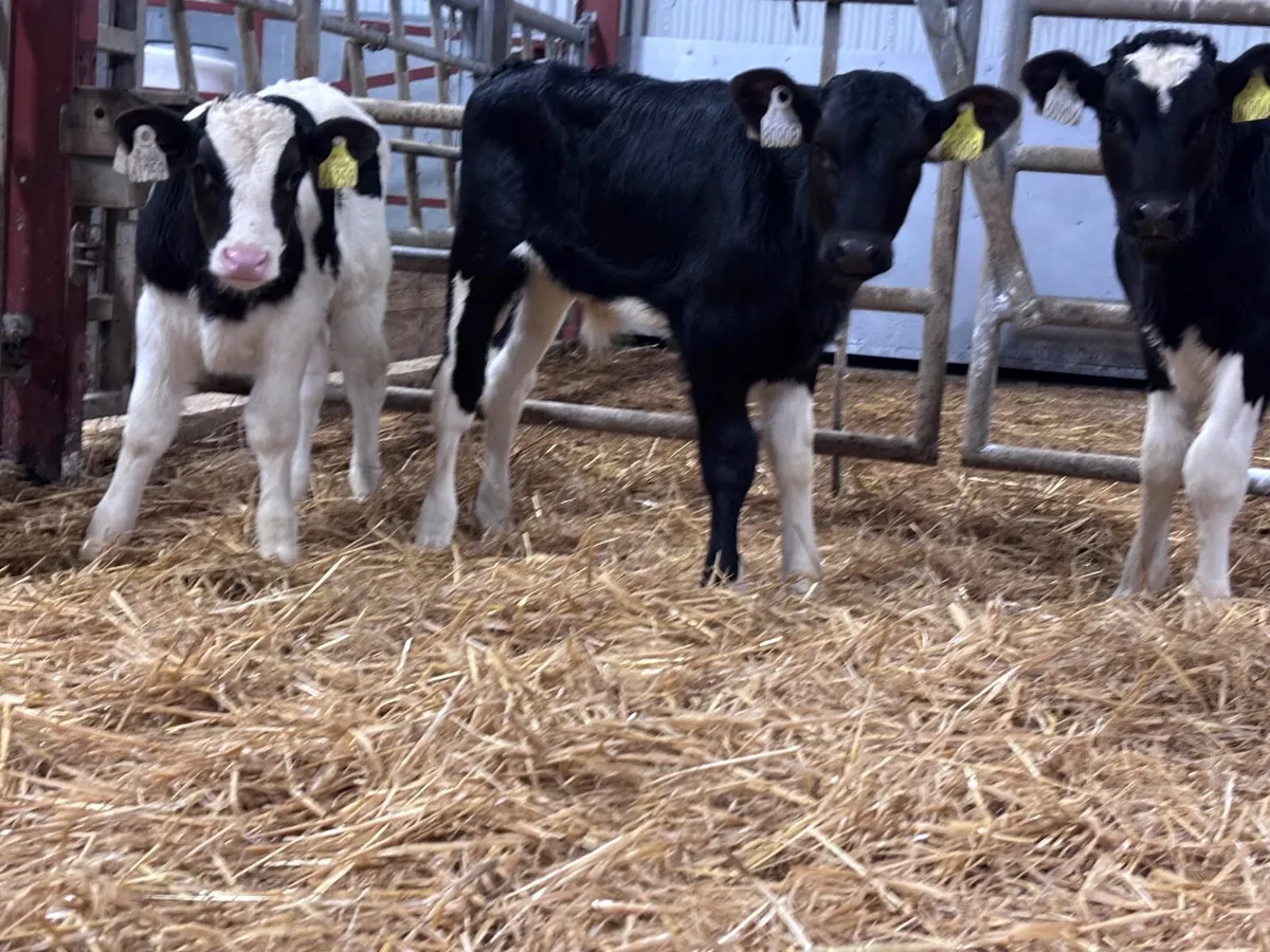 5 Freisan bull calves for sale - Image 1