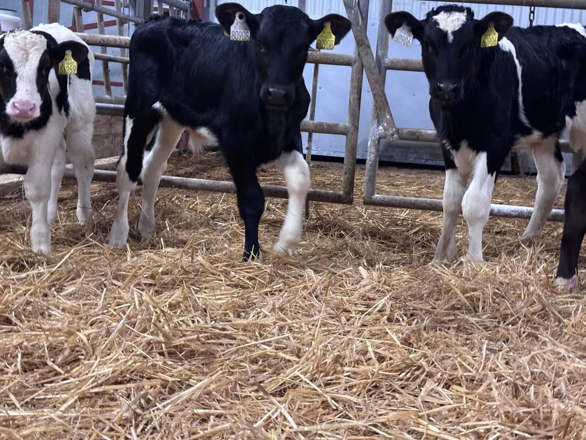 5 Freisan bull calves for sale - Image 2