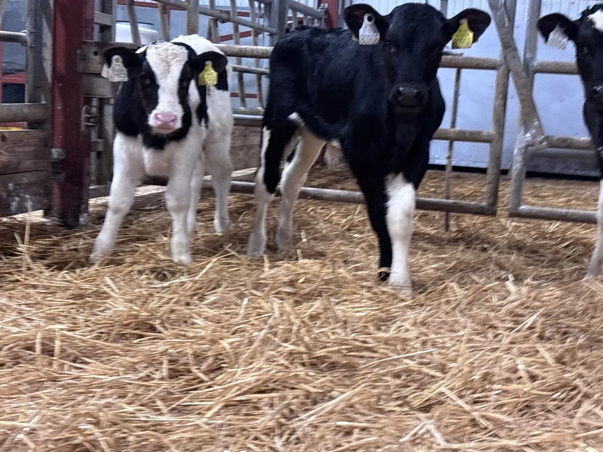 5 Freisan bull calves for sale - Image 4