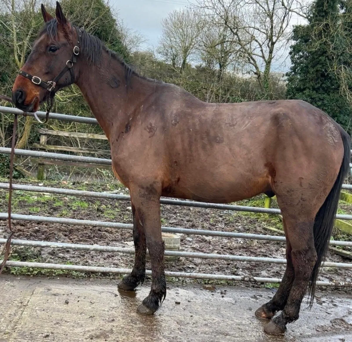 Pacing gelding - Image 1
