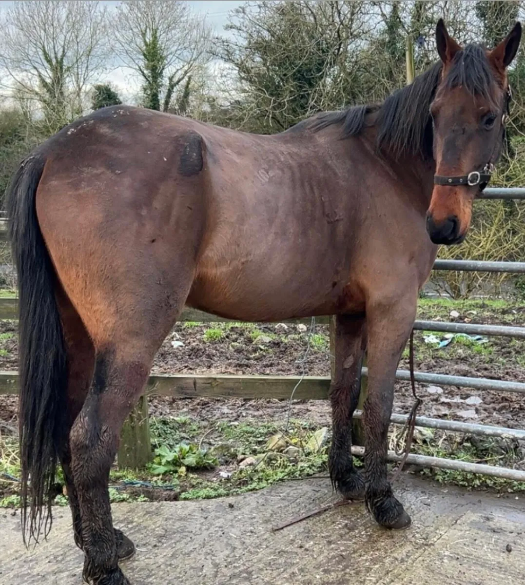 Pacing gelding - Image 2