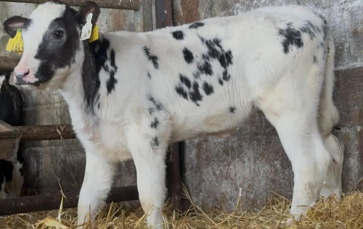 😍😍 3 smashing Blue heifer calves - Image 4