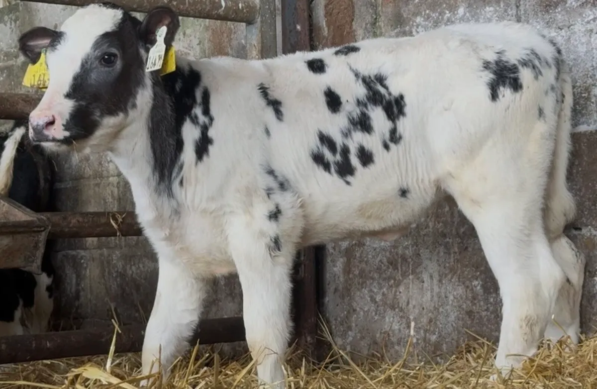 😍😍 3 smashing Blue heifer calves - Image 3