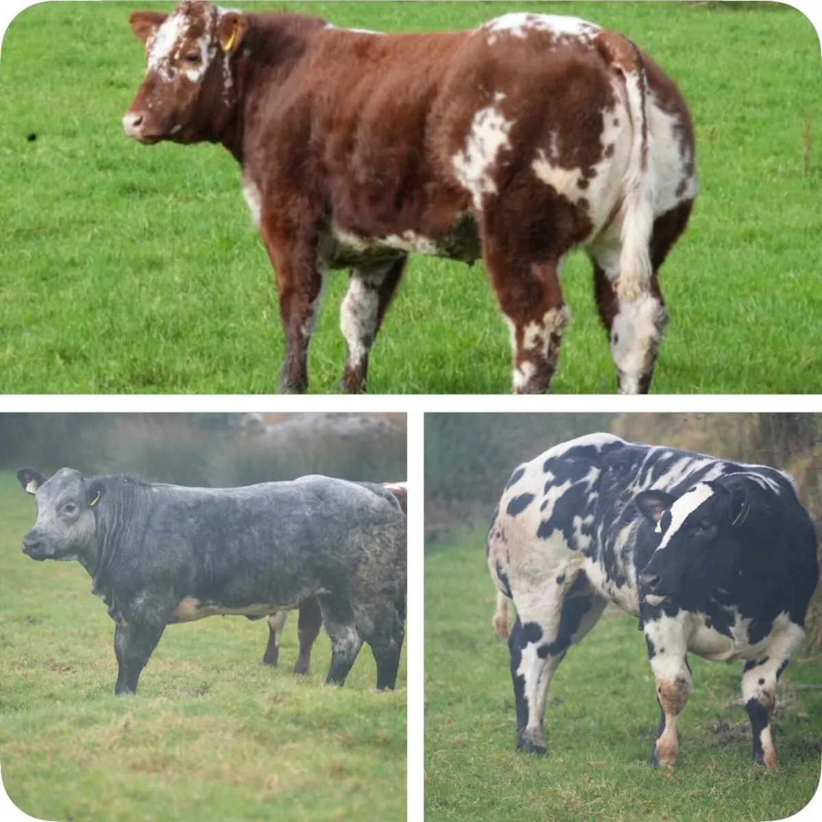 Show Heifers LOTS 2001, 2002, 2003 - Image 1