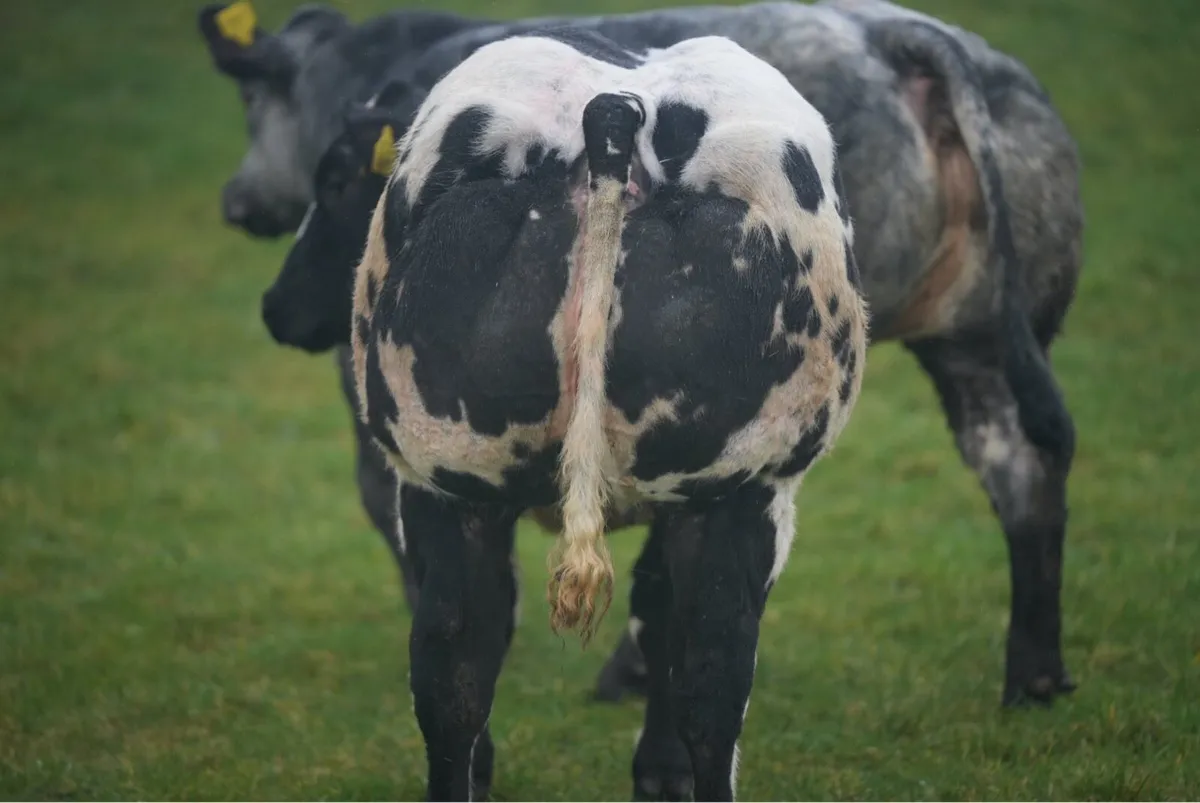 Show Heifers LOTS 2001, 2002, 2003 - Image 2