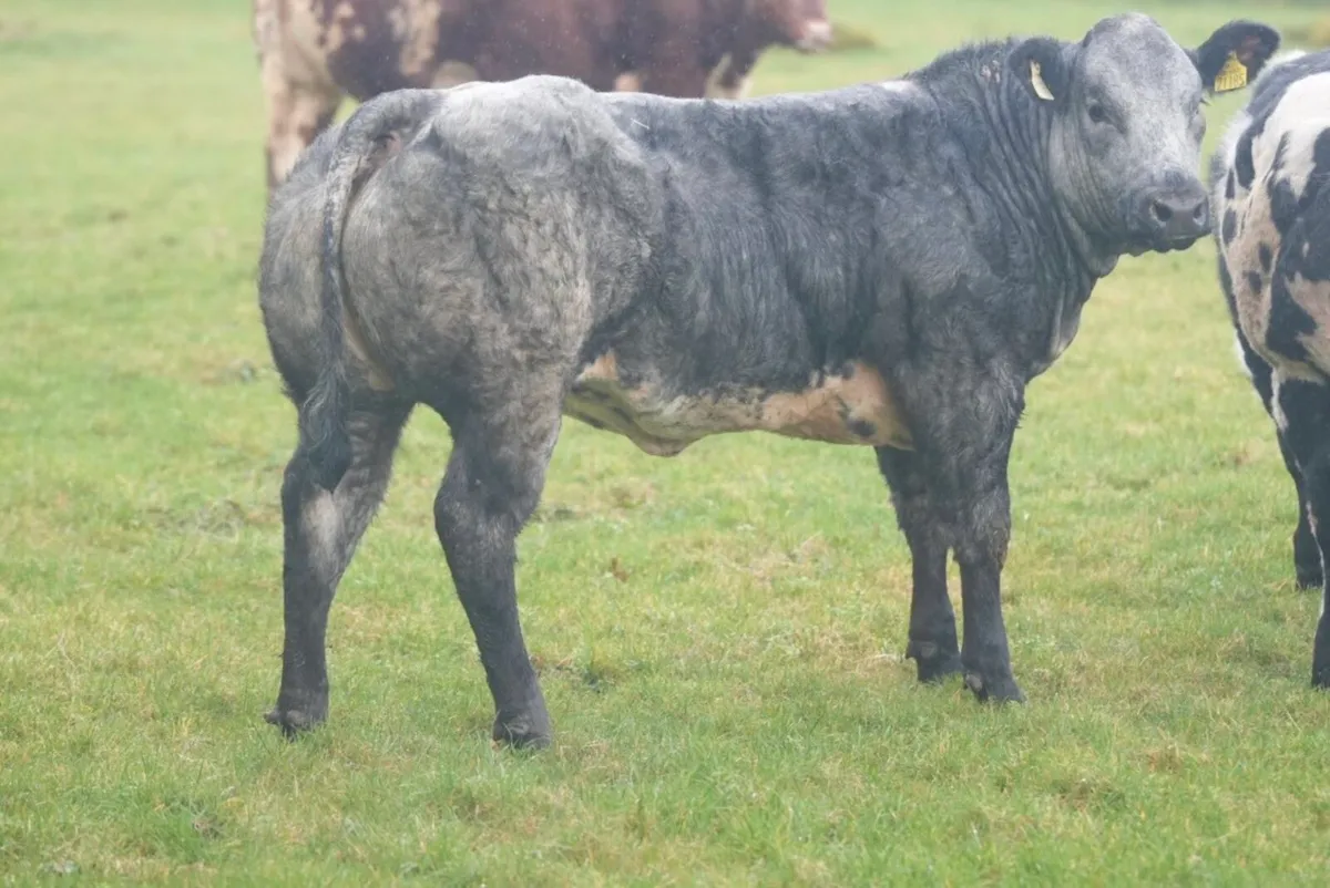 Show Heifers LOTS 2001, 2002, 2003 - Image 3