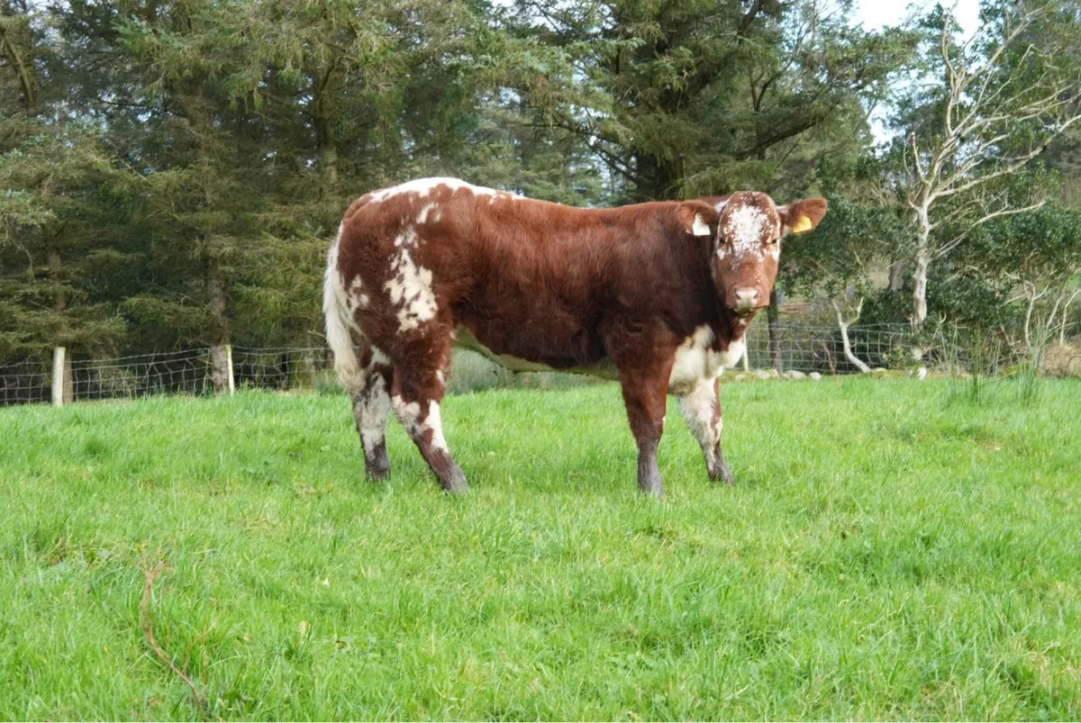 Show Heifers LOTS 2001, 2002, 2003 - Image 4
