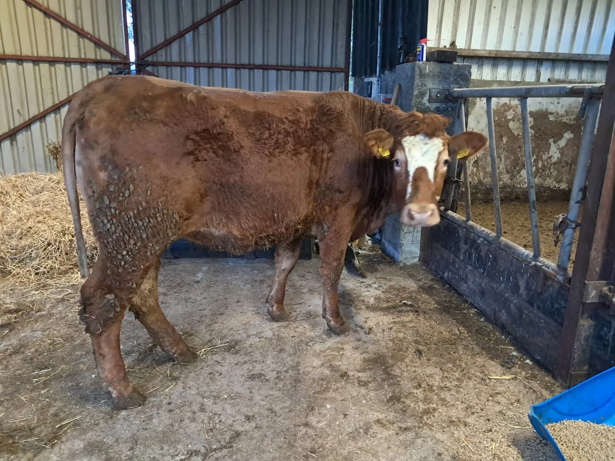 Super limousin/simmental breeding heifer - Image 4