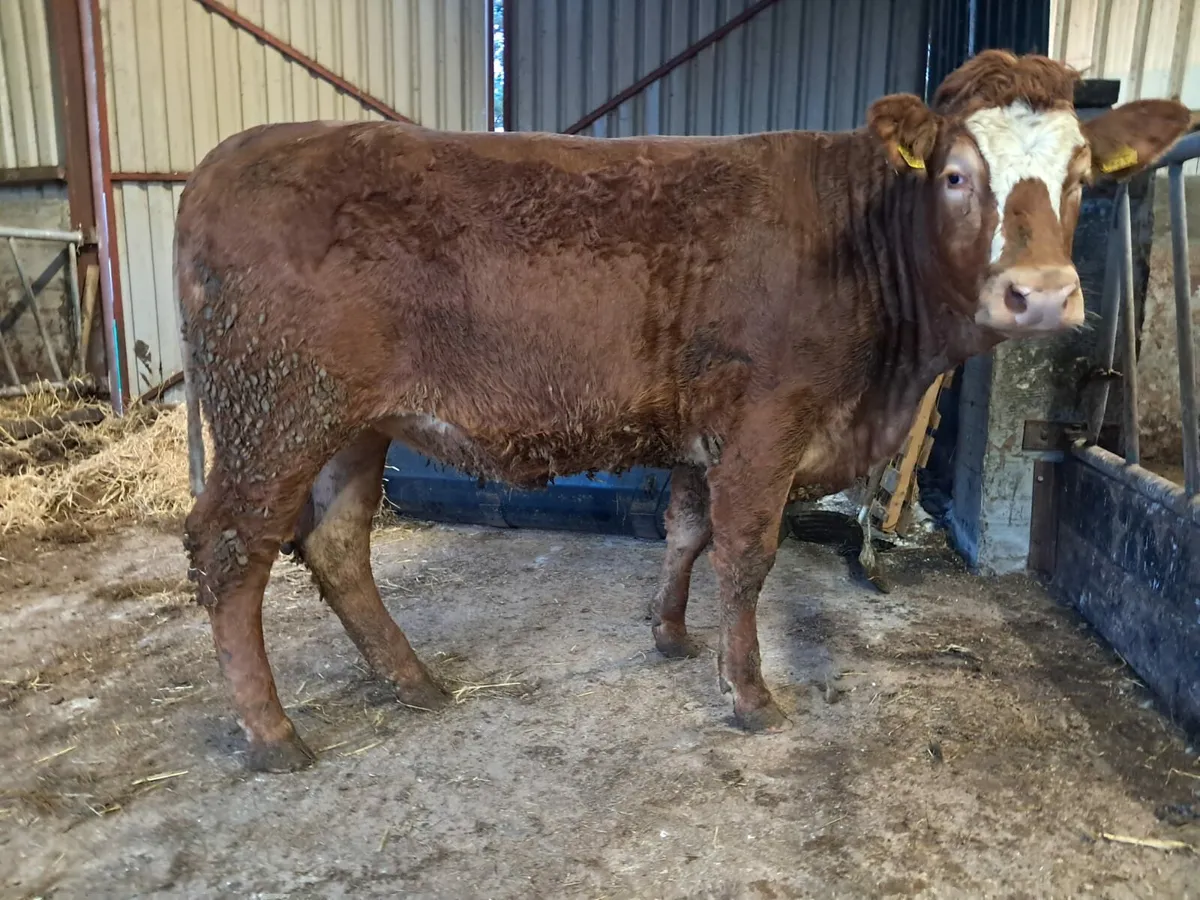 Super limousin/simmental breeding heifer - Image 2