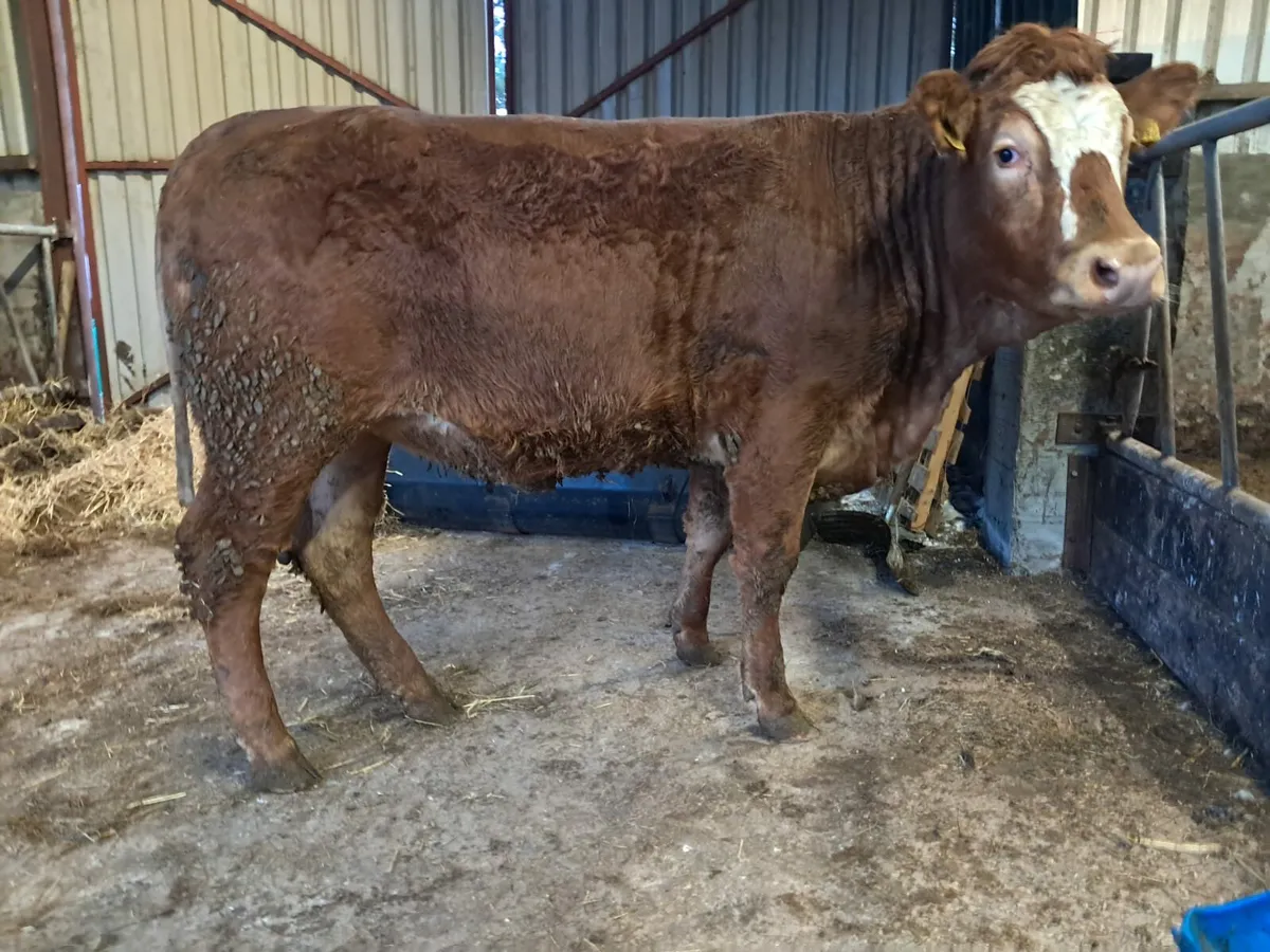 Super limousin/simmental breeding heifer - Image 3