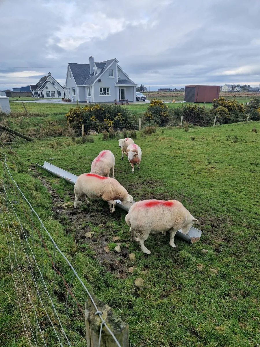 Easycare rams - Image 1