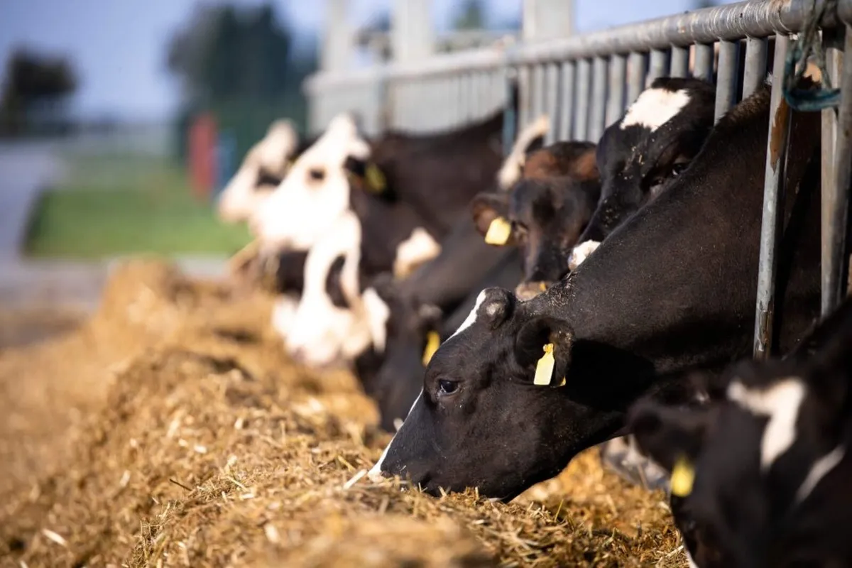 Bales of silage
