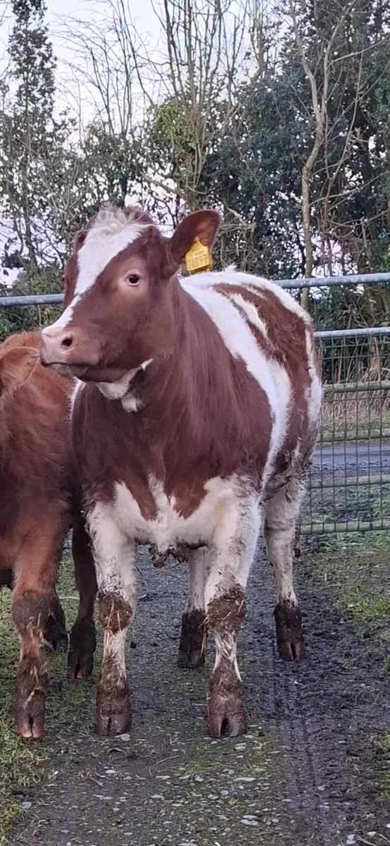 Serious breeding heifer - Image 1