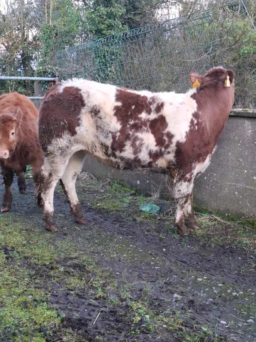 Serious breeding heifer - Image 2