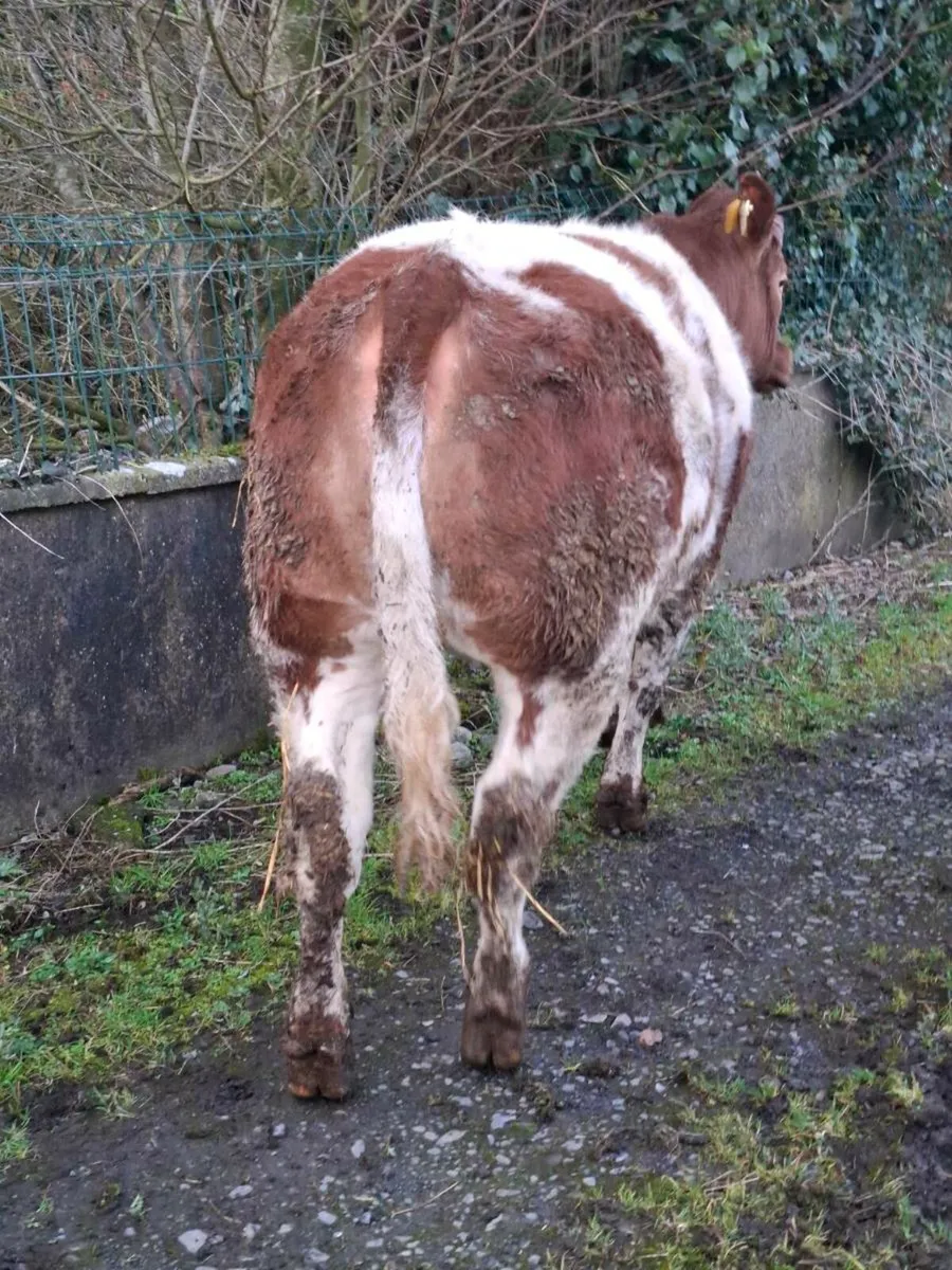 Serious breeding heifer - Image 3