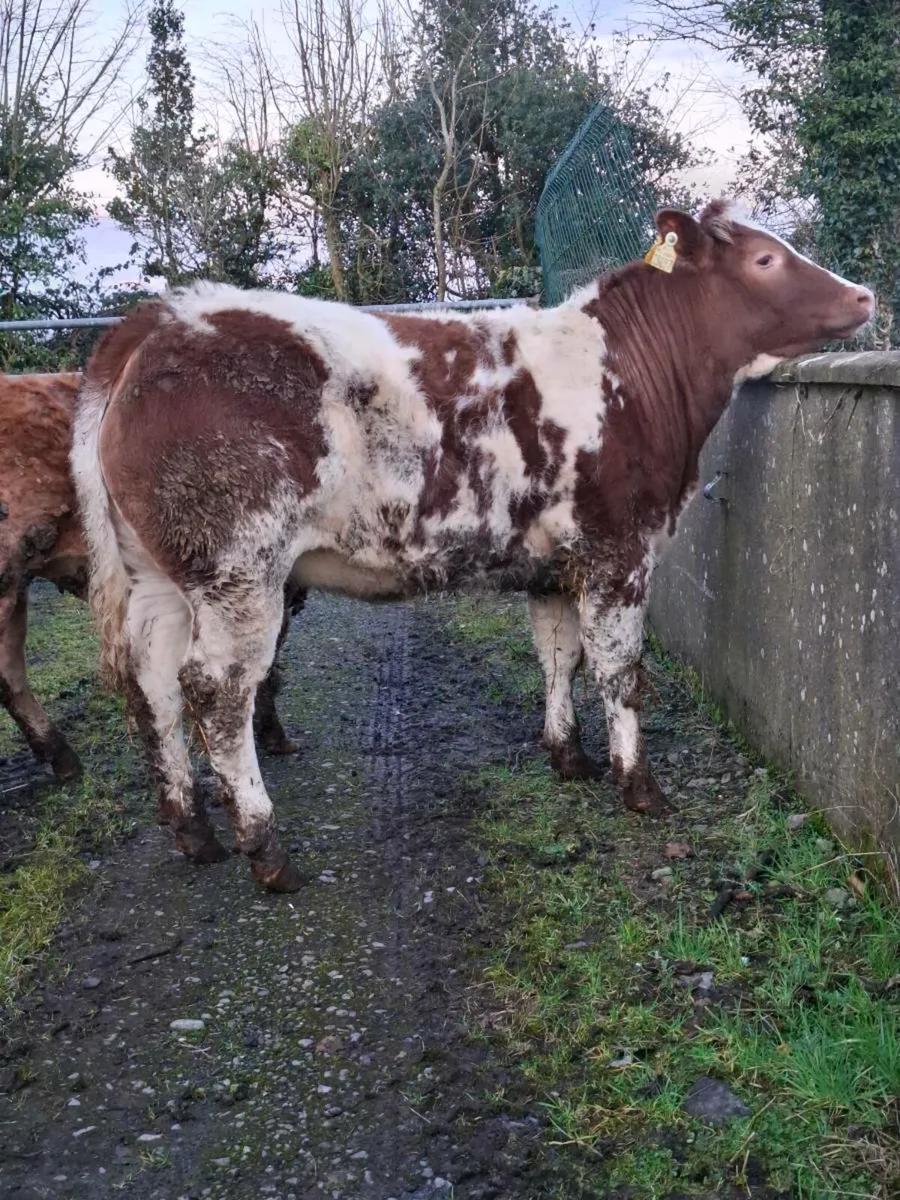Serious breeding heifer - Image 4
